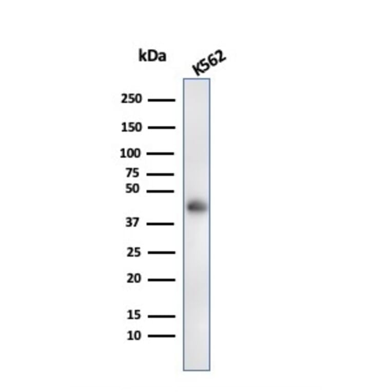 Western Blot - Anti-Glycophorin A Antibody [rGYPA/280] - BSA and Azide free (A251972) - Antibodies.com