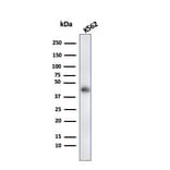 Western Blot - Anti-Glycophorin A Antibody [rGYPA/280] - BSA and Azide free (A251972) - Antibodies.com