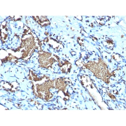 Immunohistochemistry - Anti-Glycophorin A Antibody [GYPA/1725R] - BSA and Azide free (A251972) - Antibodies.com