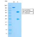 SDS-PAGE - Anti-Glycophorin A Antibody [GYPA/1725R] - BSA and Azide free (A251973) - Antibodies.com