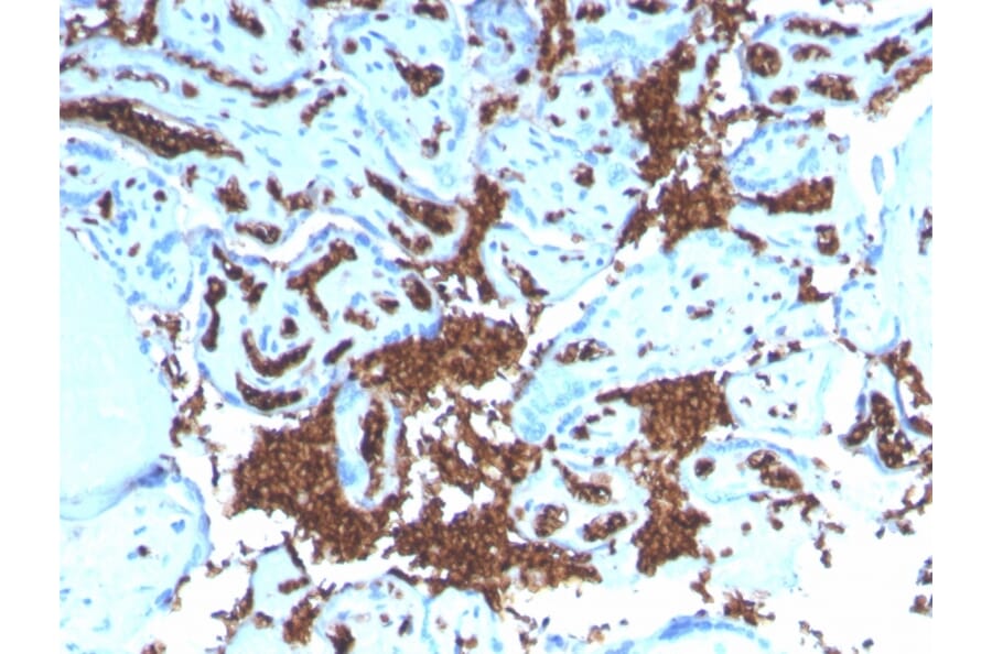 Immunohistochemistry - Anti-Glycophorin A Antibody [GYPA/3219R] - BSA and Azide free (A251973) - Antibodies.com