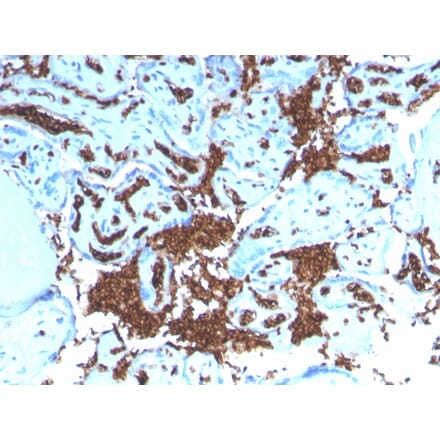 Immunohistochemistry - Anti-Glycophorin A Antibody [GYPA/3219R] - BSA and Azide free (A251973) - Antibodies.com