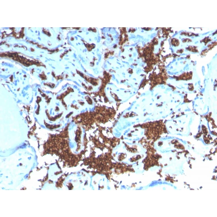 Immunohistochemistry - Anti-Glycophorin A Antibody [GYPA/3219R] - BSA and Azide free (A251973) - Antibodies.com