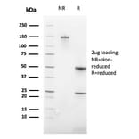 SDS-PAGE - Anti-Glycophorin A Antibody [GYPA/3219R] - BSA and Azide free (A251974) - Antibodies.com