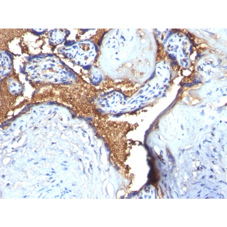 Immunohistochemistry - Anti-Glycophorin A Antibody - BSA and Azide free (A251974) - Antibodies.com