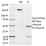 SDS-PAGE - Anti-Granzyme B Antibody [GZMB/2403] - BSA and Azide free (A251978) - Antibodies.com