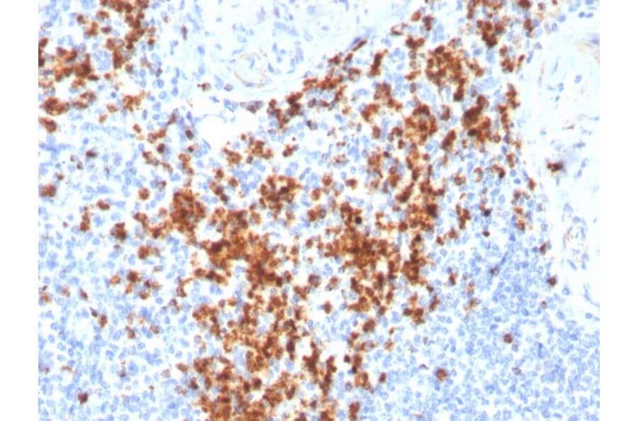 Immunohistochemistry - Anti-Granzyme B Antibody [GZMB/3014] - BSA and Azide free (A251979) - Antibodies.com