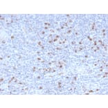 Immunohistochemistry - Anti-Granzyme B Antibody [GZMB/3014] - BSA and Azide free (A251979) - Antibodies.com