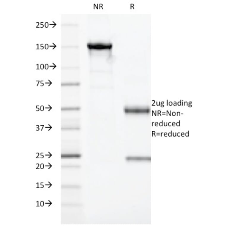 SDS-PAGE - Anti-Granzyme B Antibody [GZMB/3014] - BSA and Azide free (A251979) - Antibodies.com