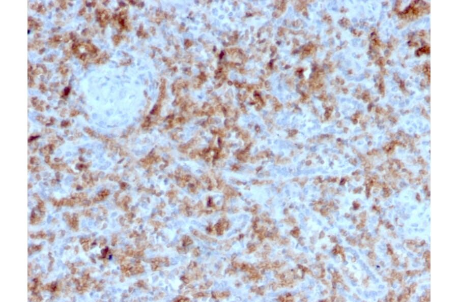 Immunohistochemistry - Anti-Granzyme B Antibody [GZMB/3055] - BSA and Azide free (A251980) - Antibodies.com