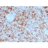 Immunohistochemistry - Anti-Granzyme B Antibody [GZMB/3055] - BSA and Azide free (A251980) - Antibodies.com