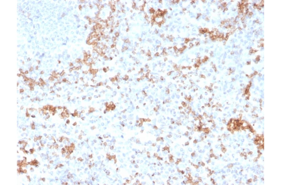 Immunohistochemistry - Anti-Granzyme B Antibody [GZMB/3055] - BSA and Azide free (A251980) - Antibodies.com