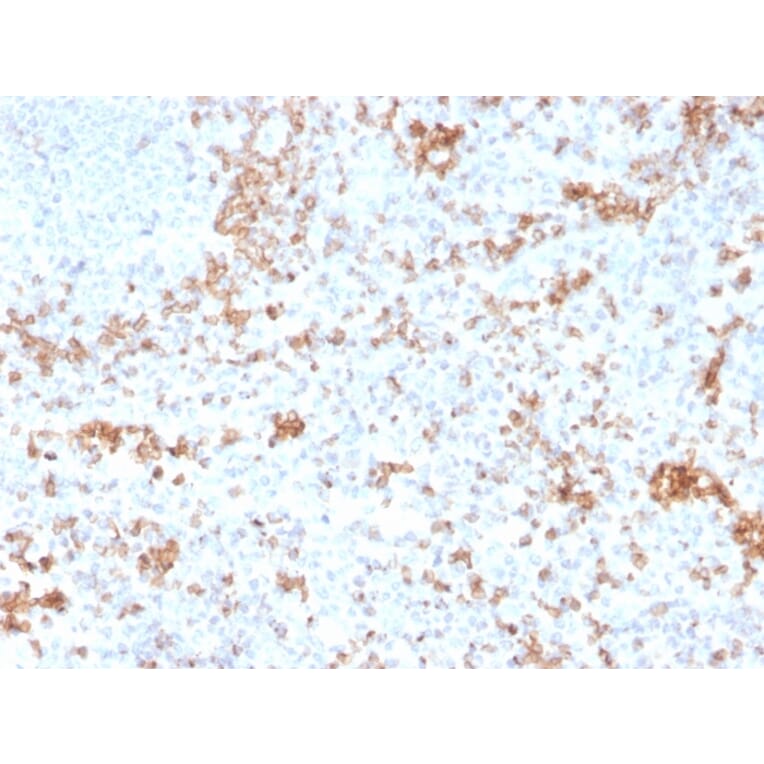 Immunohistochemistry - Anti-Granzyme B Antibody [GZMB/3055] - BSA and Azide free (A251980) - Antibodies.com