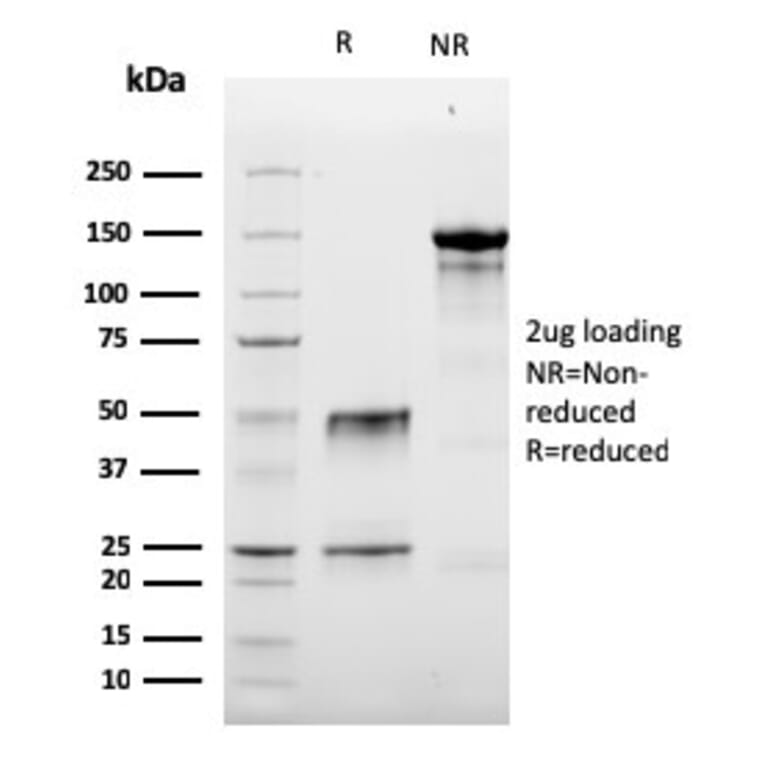 SDS-PAGE - Anti-Granzyme B Antibody [GZMB/3056] - BSA and Azide free (A251981) - Antibodies.com