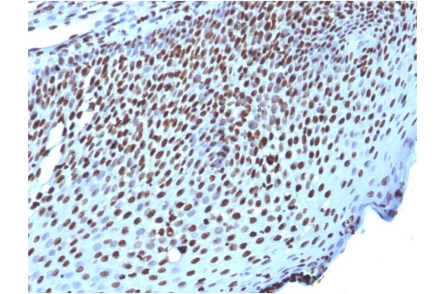 Immunohistochemistry - Anti-Histone H1 Antibody [AE-4] - BSA and Azide free (A251982) - Antibodies.com