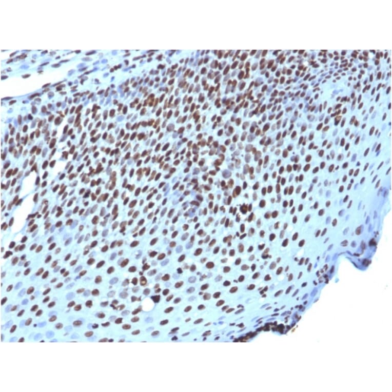 Immunohistochemistry - Anti-Histone H1 Antibody [AE-4] - BSA and Azide free (A251982) - Antibodies.com