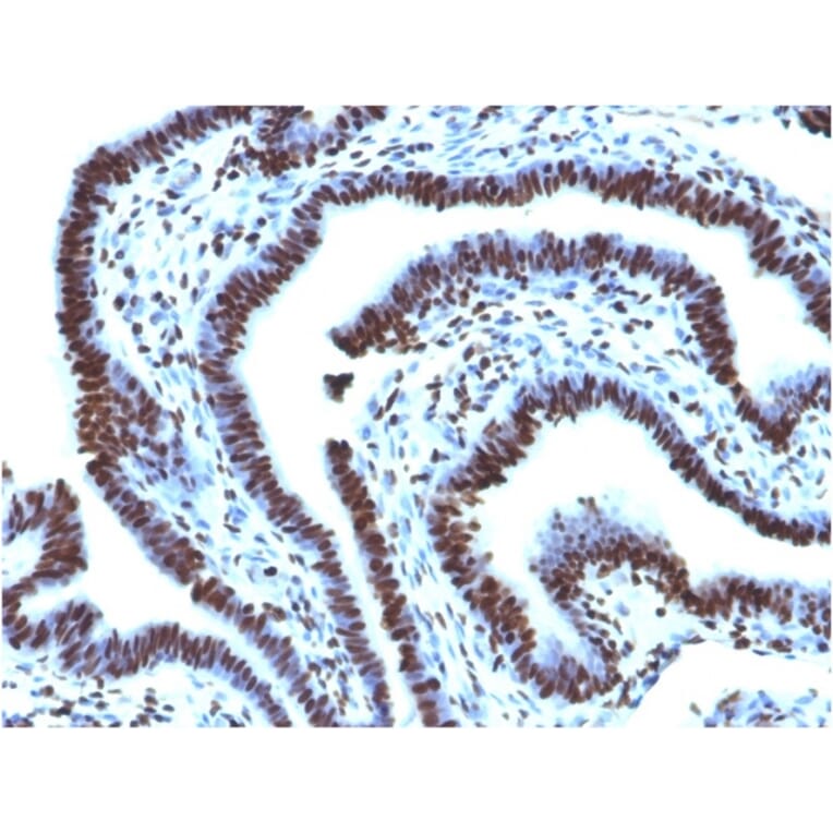 Immunohistochemistry - Anti-Histone H1 Antibody [AE-4] - BSA and Azide free (A251982) - Antibodies.com