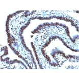 Immunohistochemistry - Anti-Histone H1 Antibody [AE-4] - BSA and Azide free (A251982) - Antibodies.com