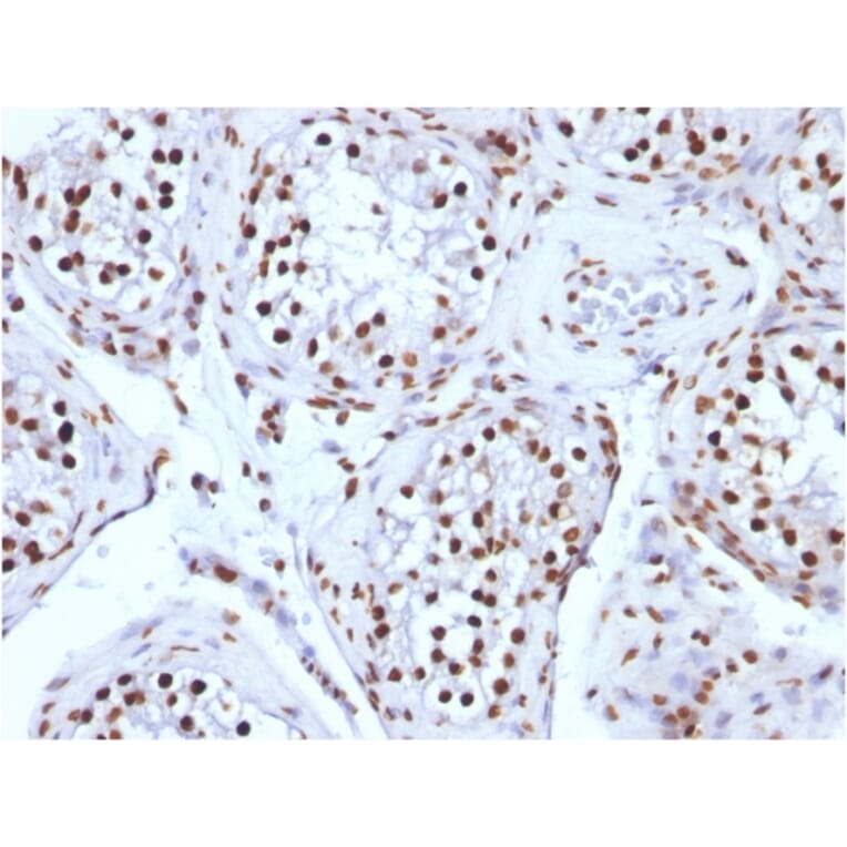 Immunohistochemistry - Anti-Histone H1 Antibody [AE-4] - BSA and Azide free (A251982) - Antibodies.com