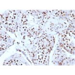 Immunohistochemistry - Anti-Histone H1 Antibody [AE-4] - BSA and Azide free (A251982) - Antibodies.com