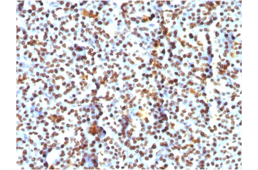 Immunohistochemistry - Anti-Histone H1 Antibody [AE-4] - BSA and Azide free (A251982) - Antibodies.com