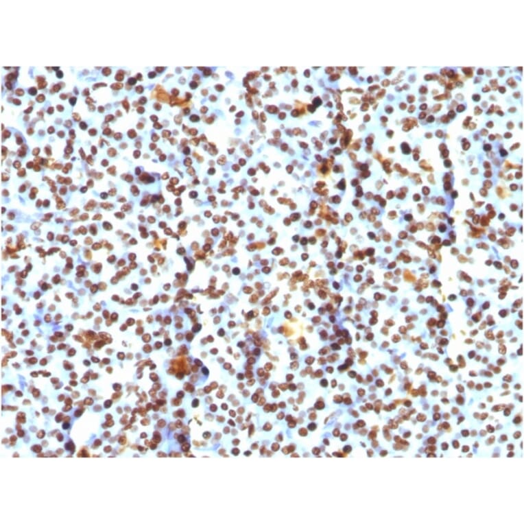 Immunohistochemistry - Anti-Histone H1 Antibody [AE-4] - BSA and Azide free (A251982) - Antibodies.com