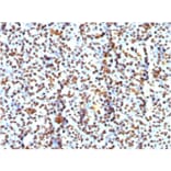 Immunohistochemistry - Anti-Histone H1 Antibody [AE-4] - BSA and Azide free (A251982) - Antibodies.com