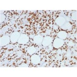 Immunohistochemistry - Anti-Histone H1 Antibody [AE-4] - BSA and Azide free (A251982) - Antibodies.com