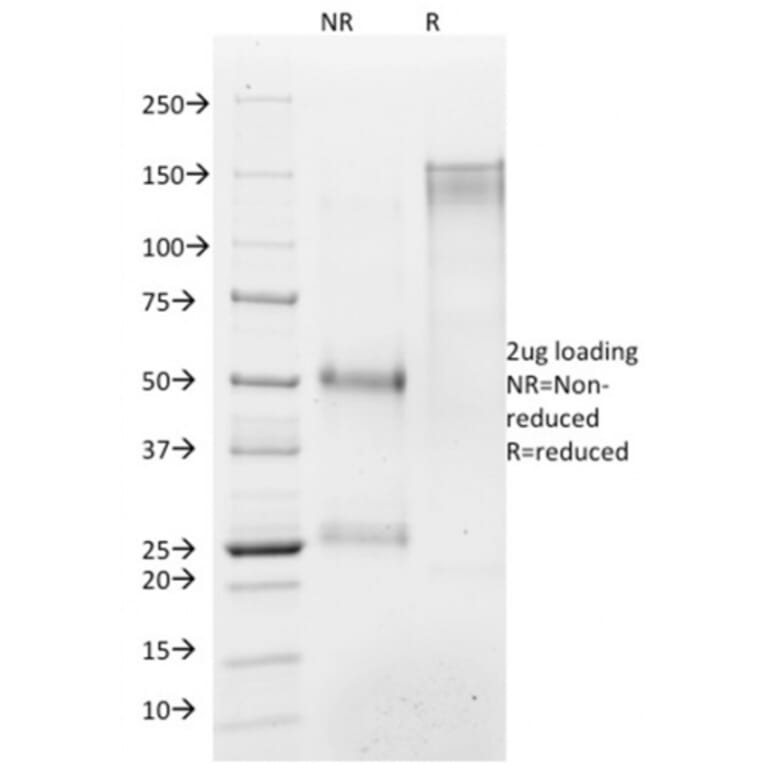 SDS-PAGE - Anti-Histone H1 Antibody [AE-4] - BSA and Azide free (A251982) - Antibodies.com