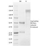 SDS-PAGE - Anti-Histone H1 Antibody [AE-4] - BSA and Azide free (A251982) - Antibodies.com