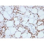 Immunohistochemistry - Anti-Histone H1 Antibody [SPM256] - BSA and Azide free (A251983) - Antibodies.com