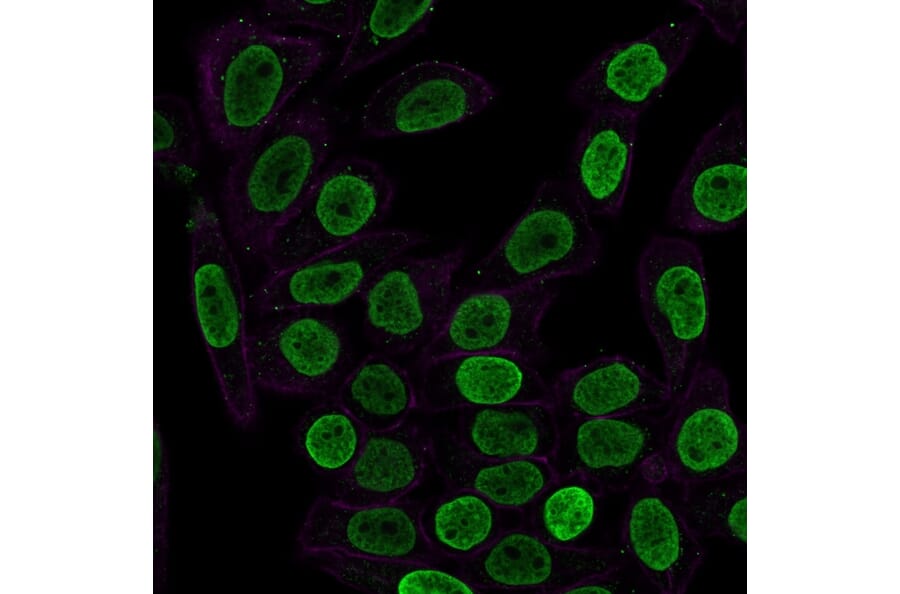 Immunofluorescence - Anti-Histone H1 Antibody [SPM256] - BSA and Azide free (A251983) - Antibodies.com