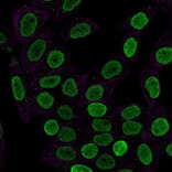 Immunofluorescence - Anti-Histone H1 Antibody [SPM256] - BSA and Azide free (A251983) - Antibodies.com