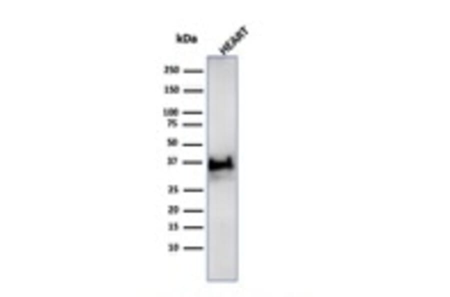 Western Blot - Anti-Histone H1 Antibody [SPM256] - BSA and Azide free (A251983) - Antibodies.com