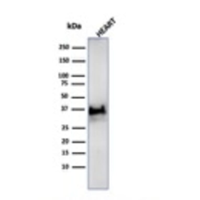 Western Blot - Anti-Histone H1 Antibody [SPM256] - BSA and Azide free (A251983) - Antibodies.com