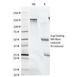 SDS-PAGE - Anti-Histone H1 Antibody [SPM256] - BSA and Azide free (A251983) - Antibodies.com