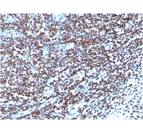 Immunohistochemistry - Anti-Histone H1 Antibody [1415-1] - BSA and Azide free (A251984) - Antibodies.com