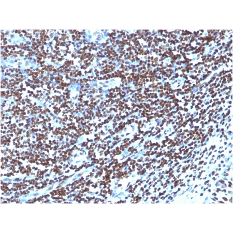 Immunohistochemistry - Anti-Histone H1 Antibody [1415-1] - BSA and Azide free (A251984) - Antibodies.com