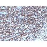 Immunohistochemistry - Anti-Histone H1 Antibody [1415-1] - BSA and Azide free (A251984) - Antibodies.com