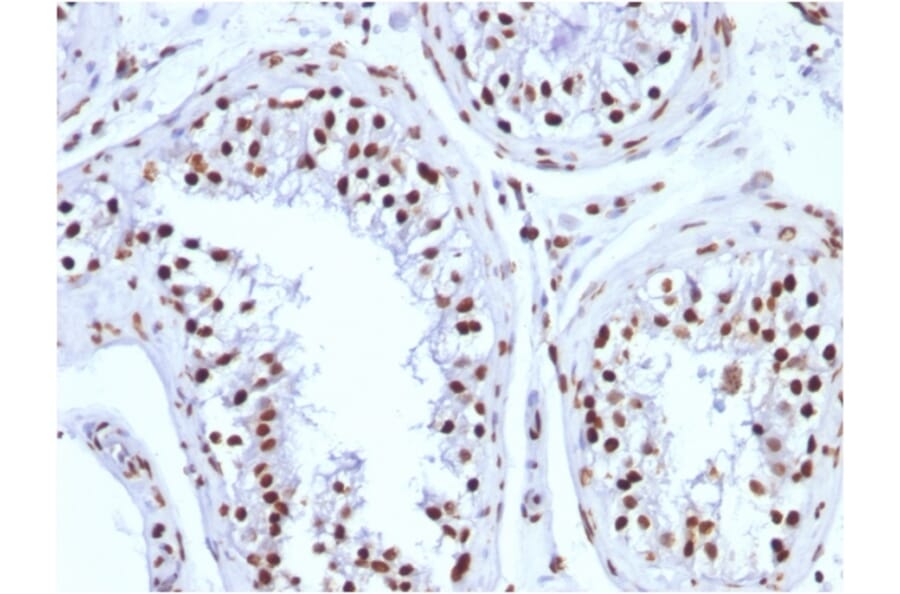 Immunohistochemistry - Anti-Histone H1 Antibody [1415-1] - BSA and Azide free (A251984) - Antibodies.com