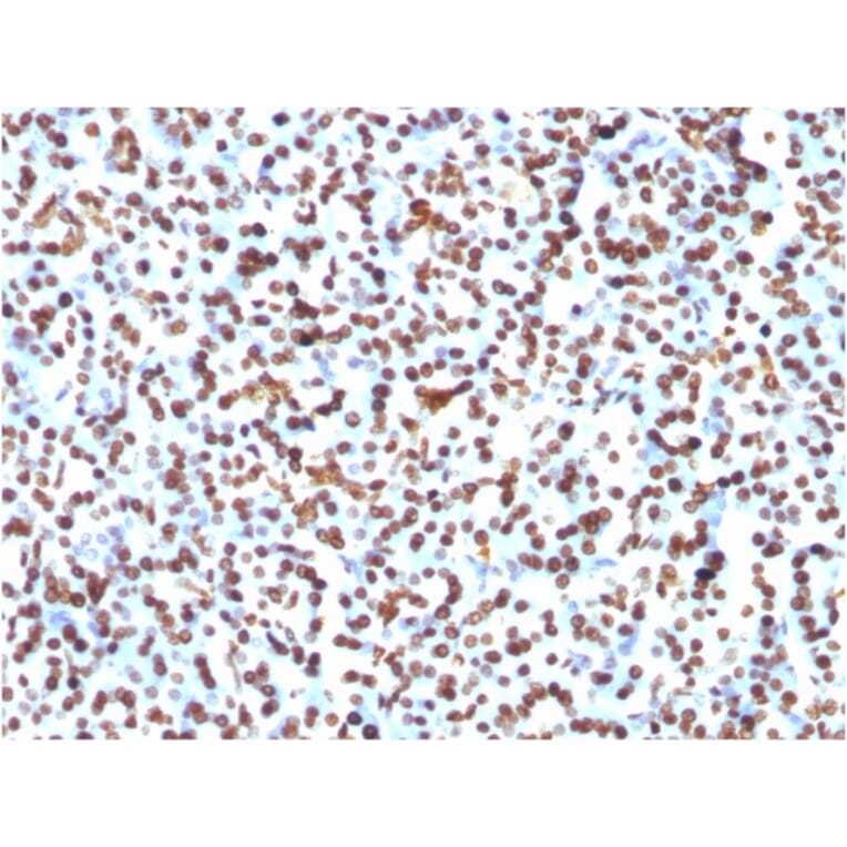 Immunohistochemistry - Anti-Histone H1 Antibody [1415-1] - BSA and Azide free (A251984) - Antibodies.com