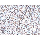 Immunohistochemistry - Anti-Histone H1 Antibody [1415-1] - BSA and Azide free (A251984) - Antibodies.com