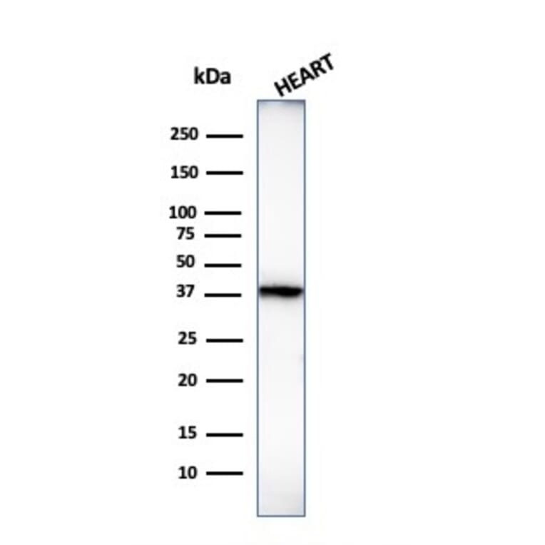 Western Blot - Anti-Histone H1 Antibody [1415-1] - BSA and Azide free (A251984) - Antibodies.com