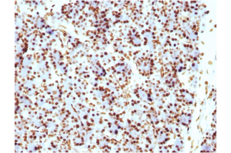 Immunohistochemistry - Anti-Histone H1 Antibody [HH1/957] - BSA and Azide free (A251985) - Antibodies.com