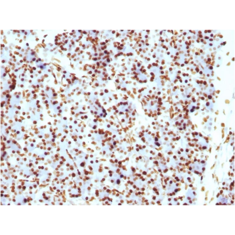 Immunohistochemistry - Anti-Histone H1 Antibody [HH1/957] - BSA and Azide free (A251985) - Antibodies.com