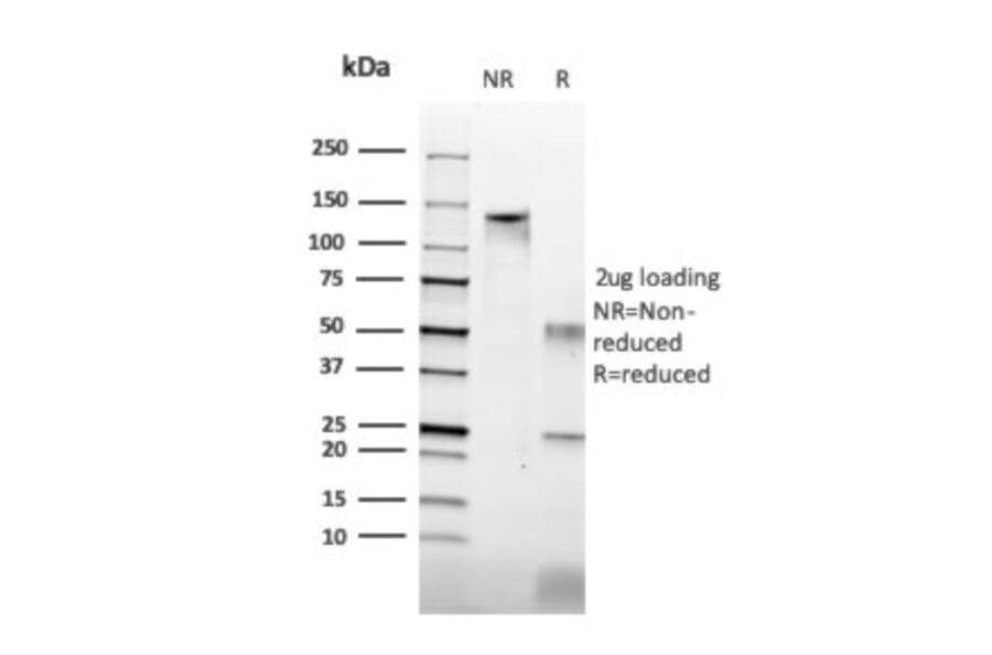 SDS-PAGE - Anti-Histone H1 Antibody [HH1/957] - BSA and Azide free (A251985) - Antibodies.com