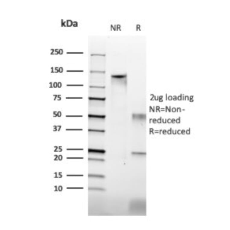 SDS-PAGE - Anti-Histone H1 Antibody [HH1/957] - BSA and Azide free (A251985) - Antibodies.com