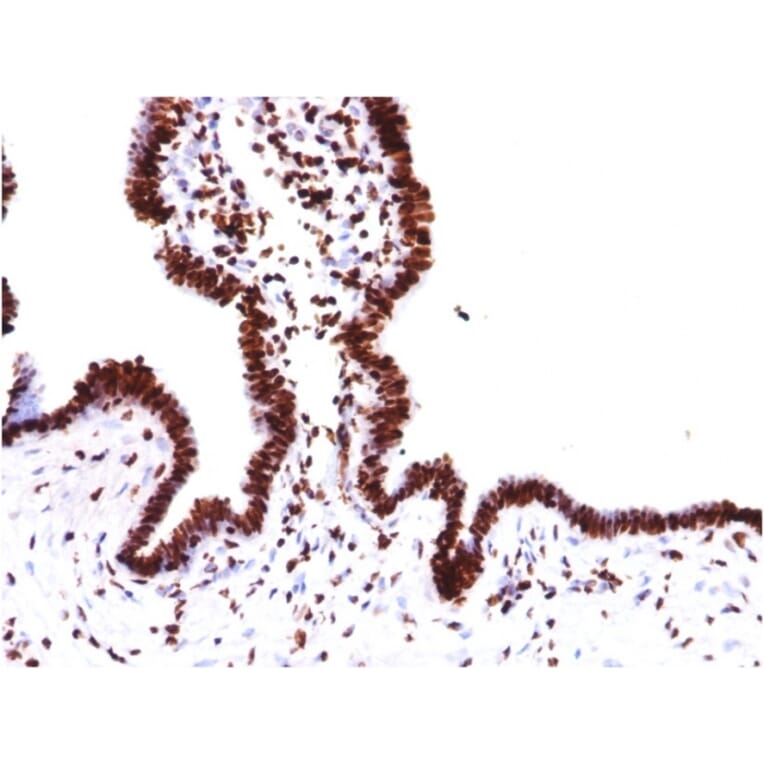 Immunohistochemistry - Anti-Histone H1 Antibody [HH1/957] - BSA and Azide free (A251985) - Antibodies.com