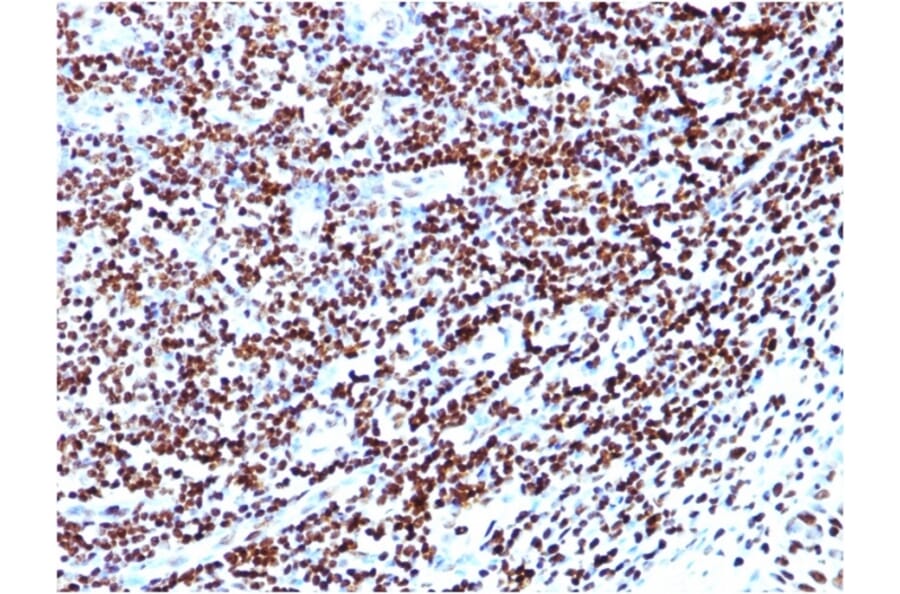 Immunohistochemistry - Anti-Histone H1 Antibody [HH1/957] - BSA and Azide free (A251985) - Antibodies.com