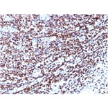 Immunohistochemistry - Anti-Histone H1 Antibody [HH1/957] - BSA and Azide free (A251985) - Antibodies.com